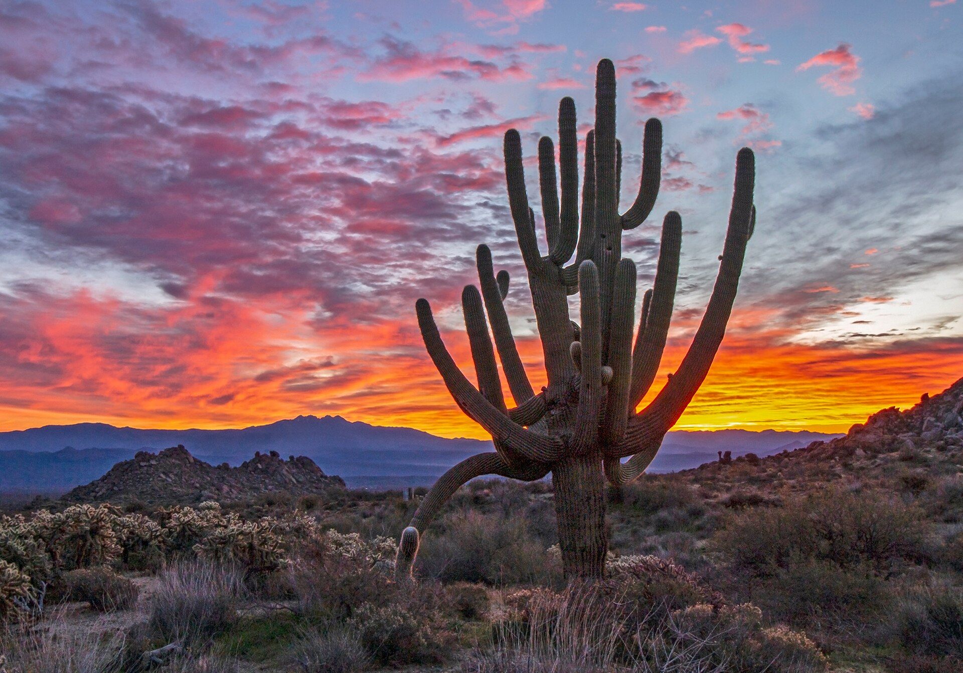 Saguaro cactus at sunrise near Phoenix, Arizona